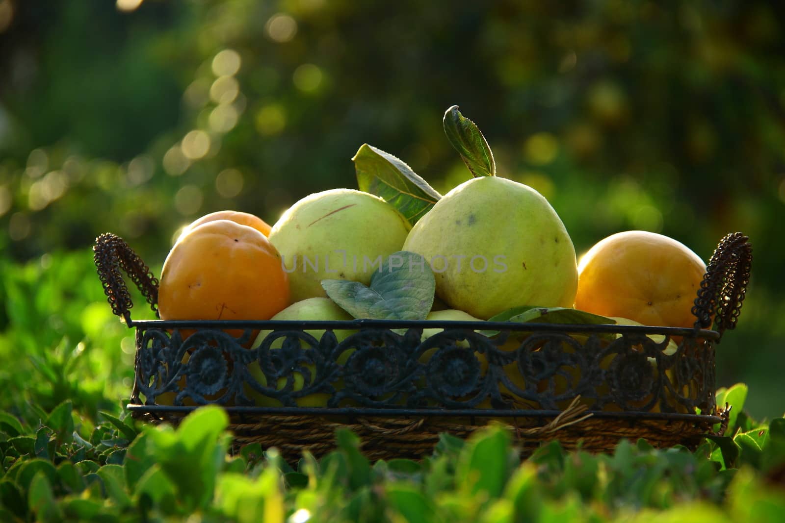 natural fruits in basket with leaf in garden