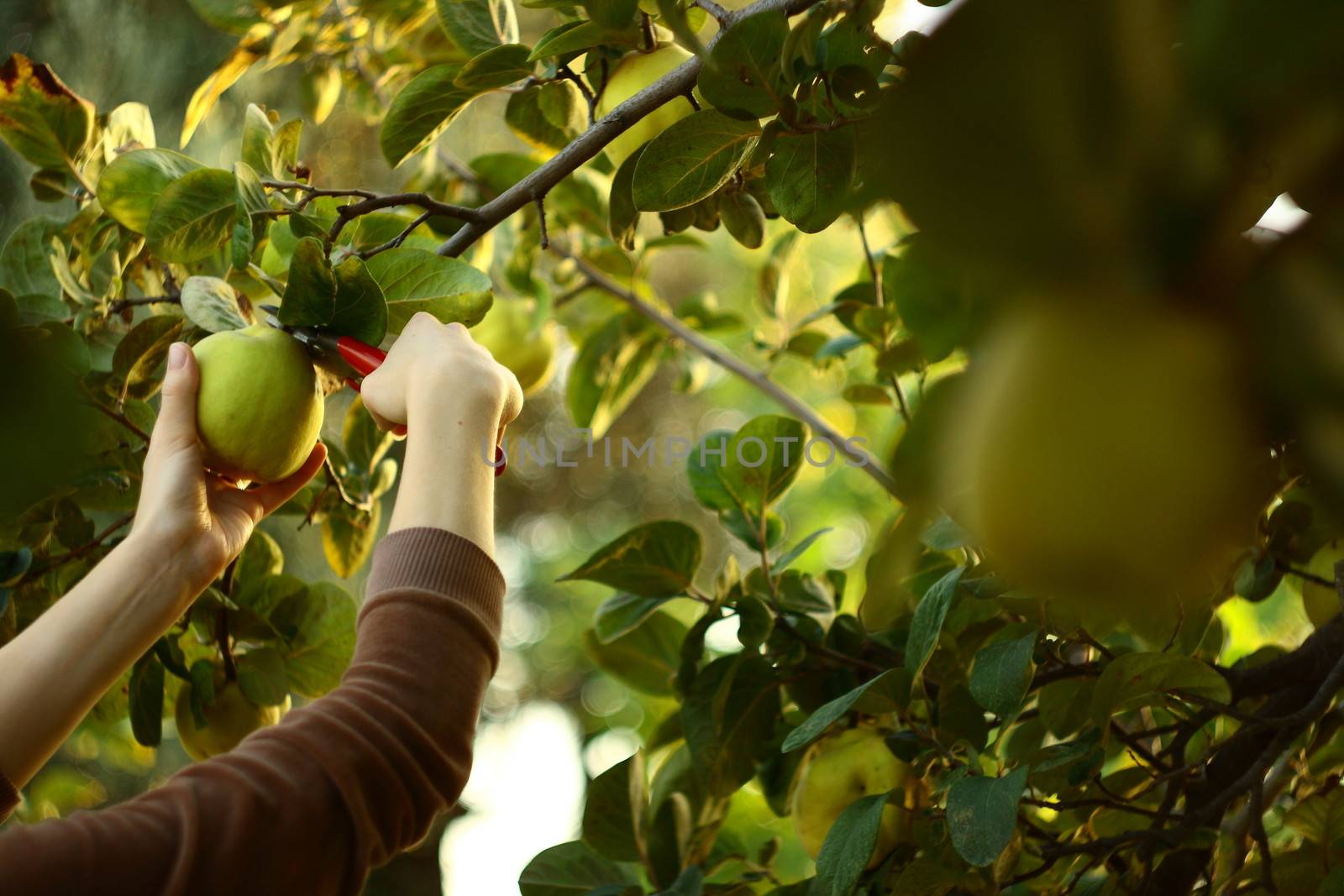picking quinces from tree at harvest time