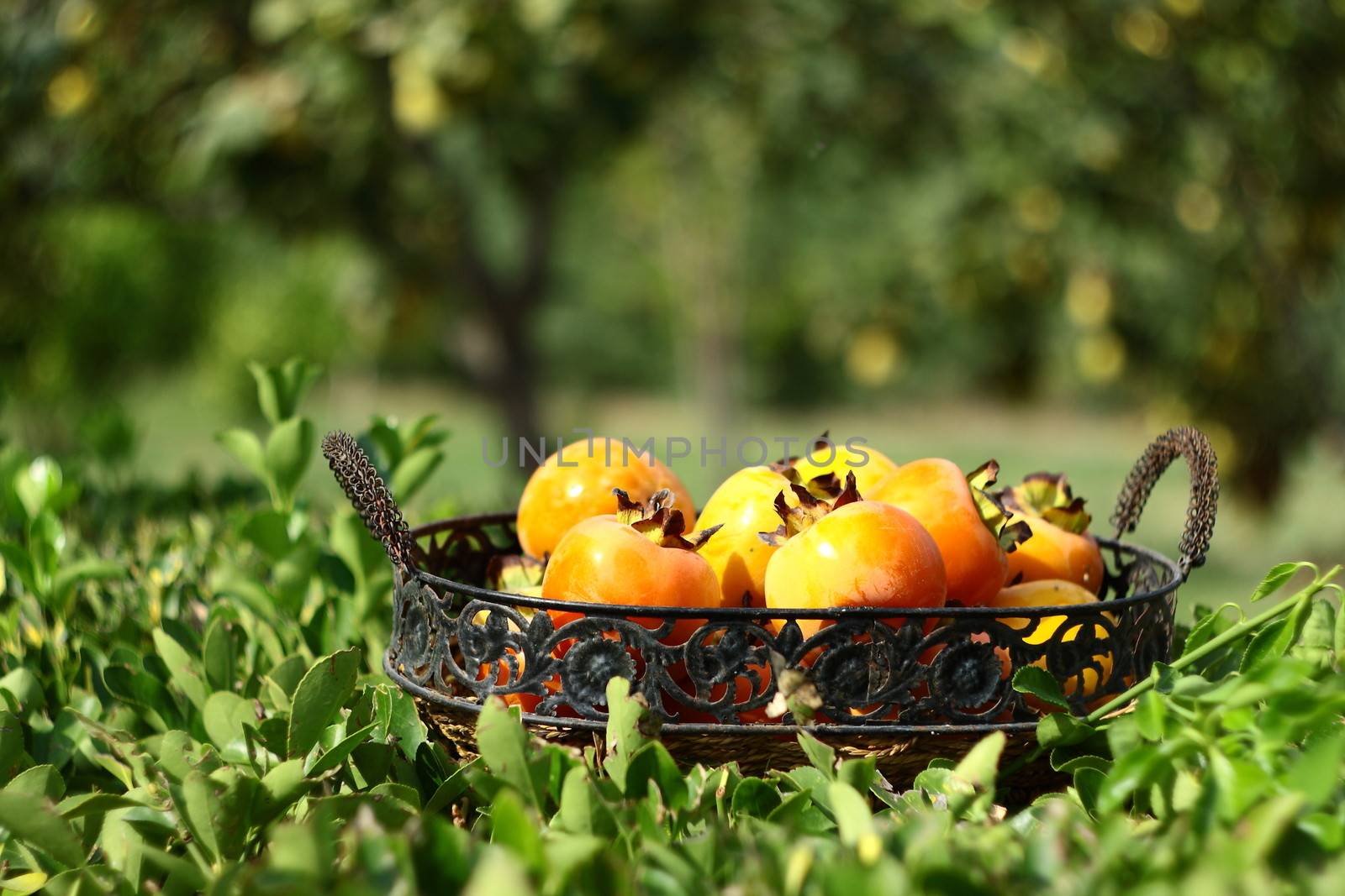 natural fruits in basket with leaf in garden