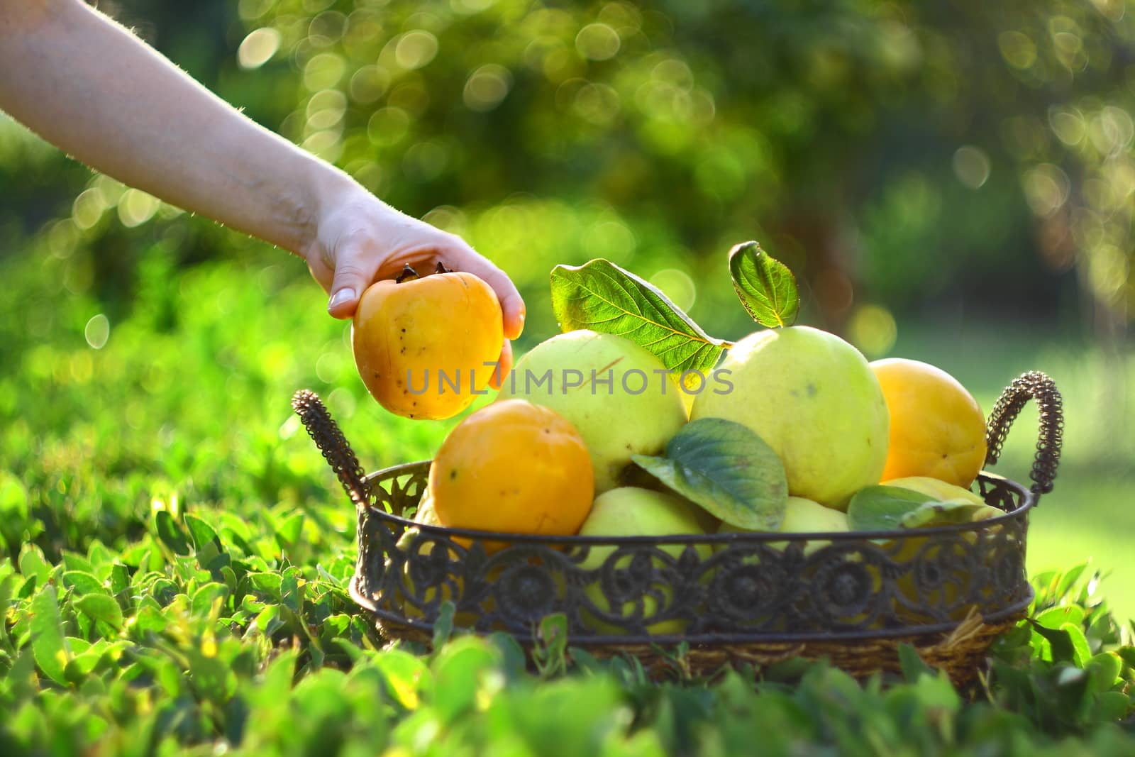 girl hand holding persimmons near basket with green background