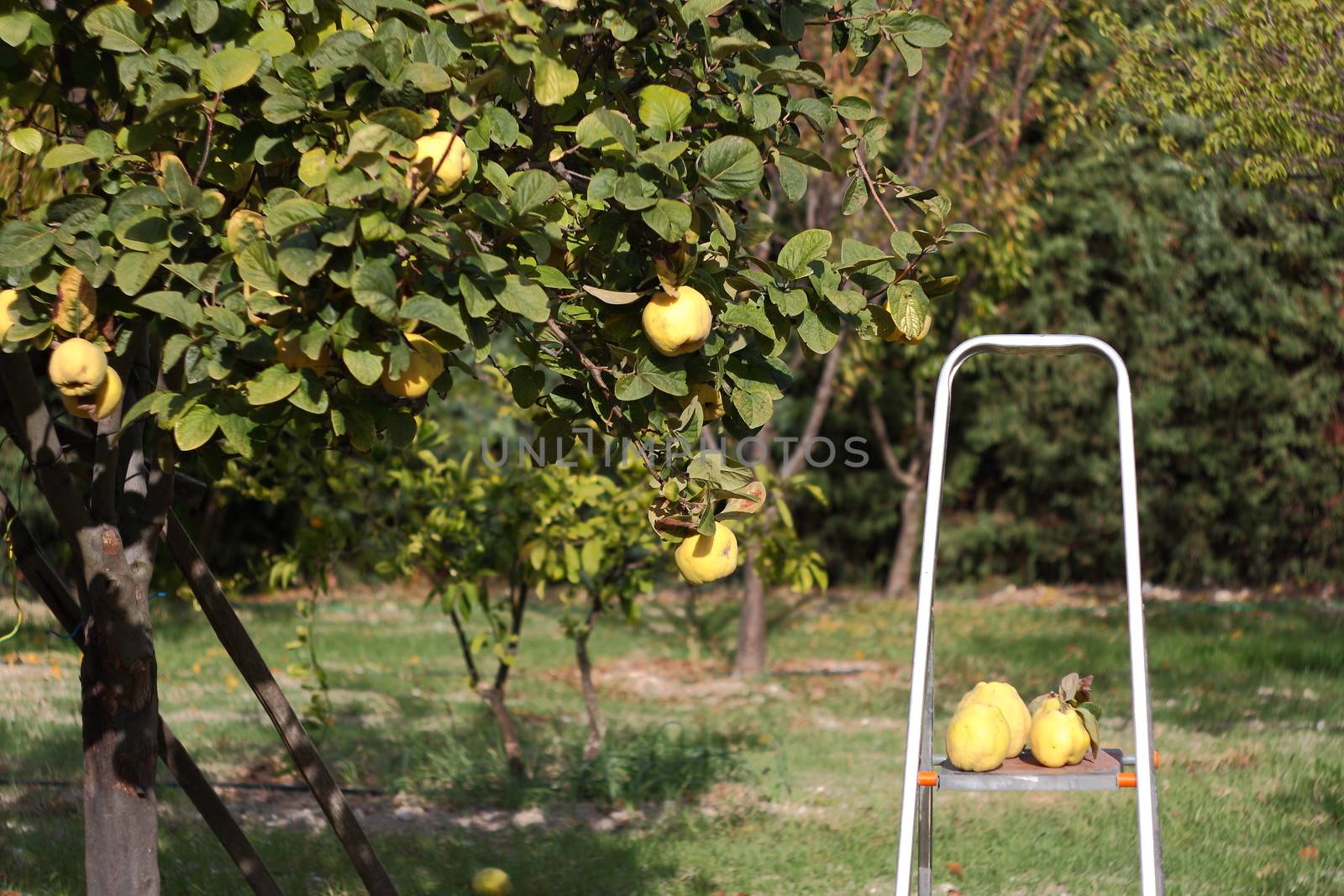 picking quinces from tree with stairs