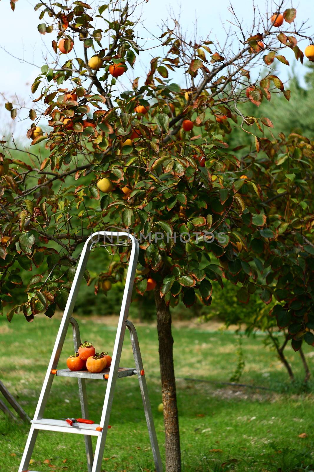 picking fruits from tree  by mturhanlar