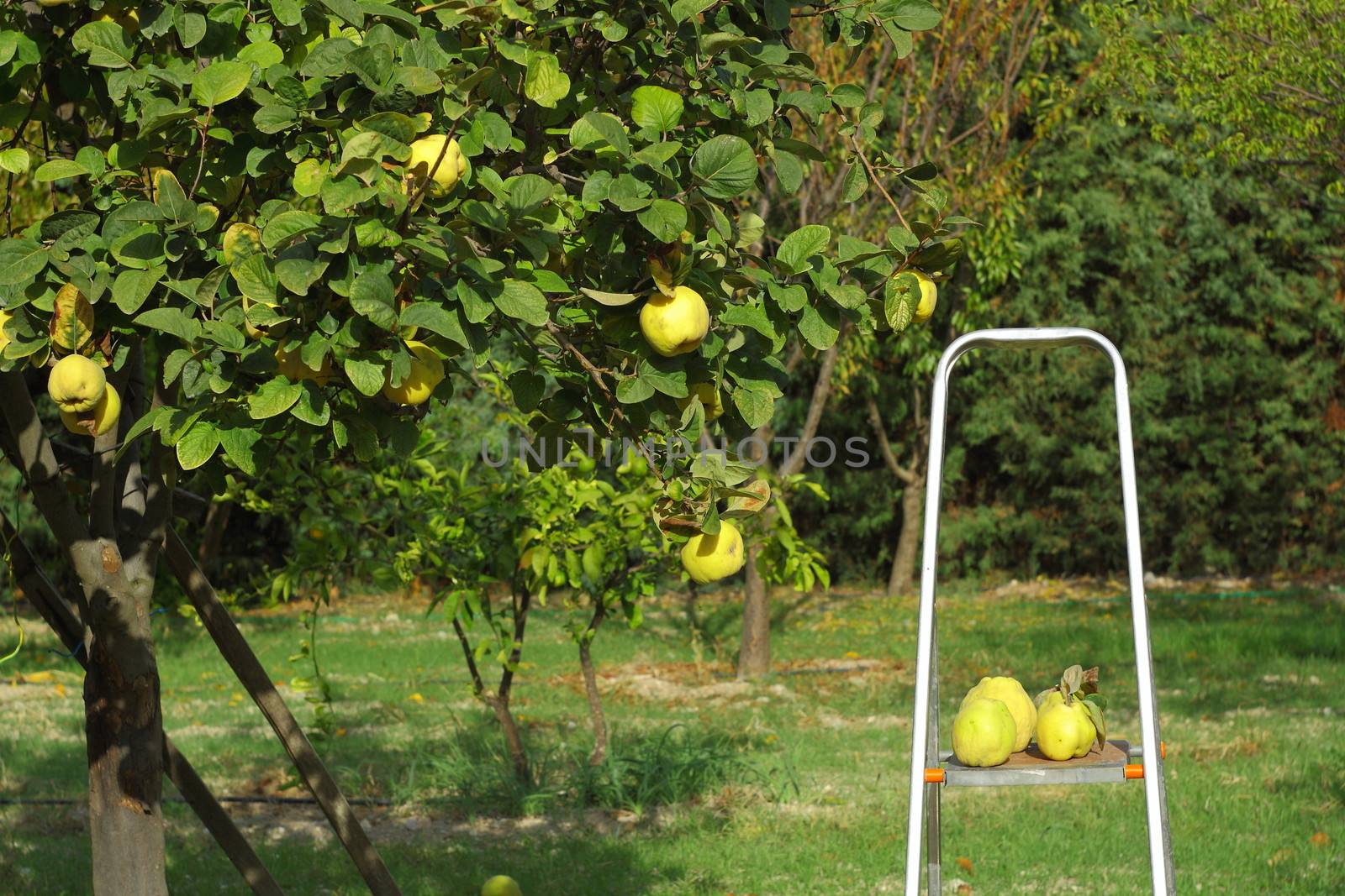 picking quinces from tree with stairs