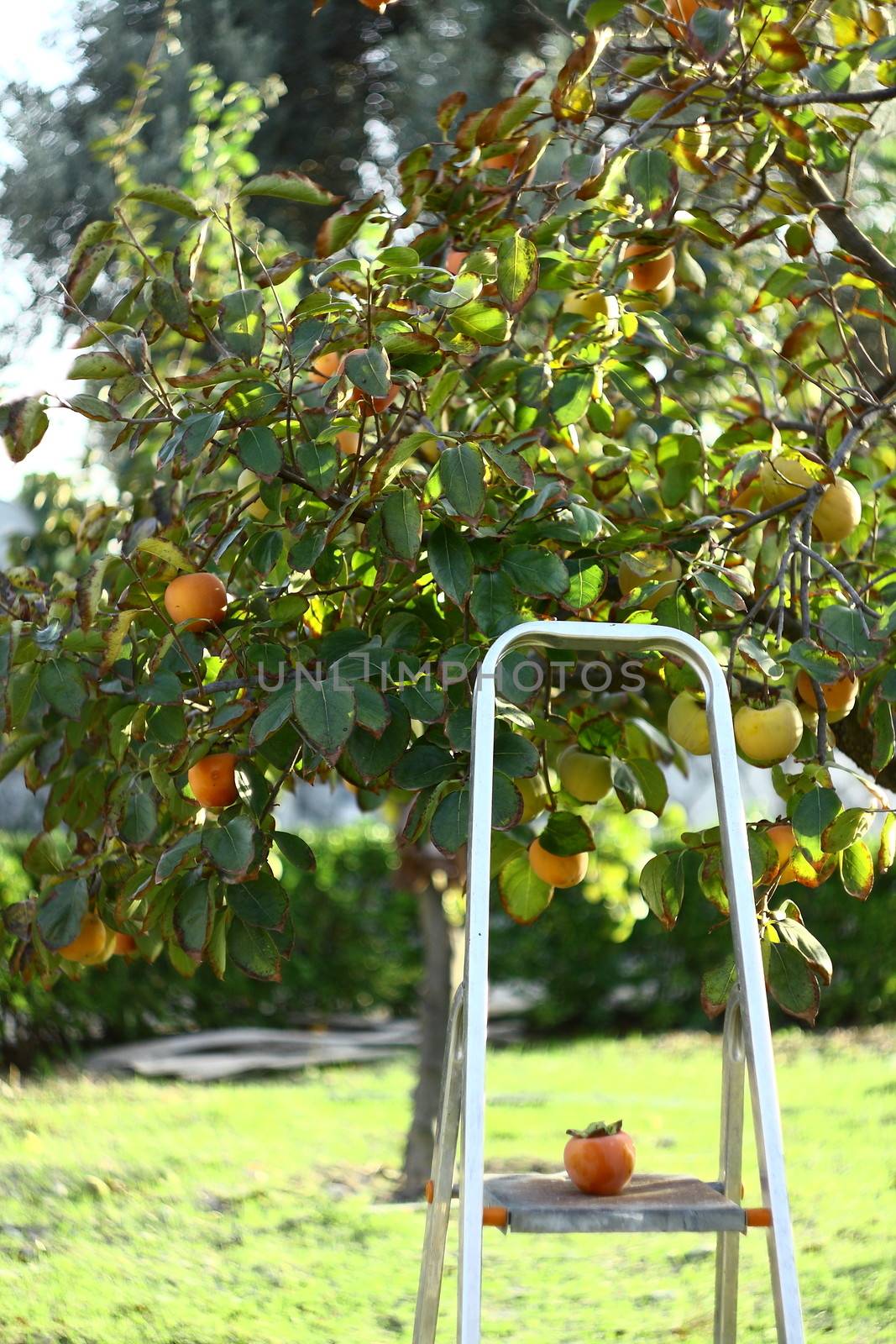 picking persimmons from tree with stairs