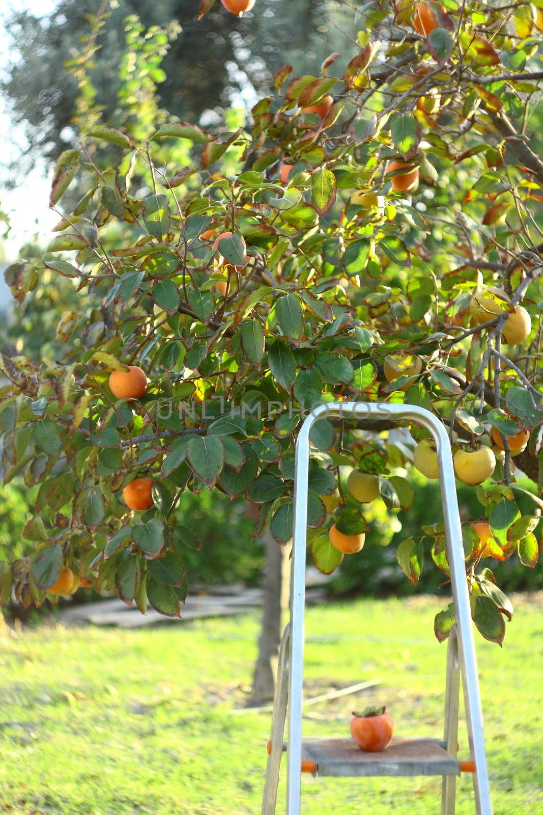 picking persimmons from tree with stairs
