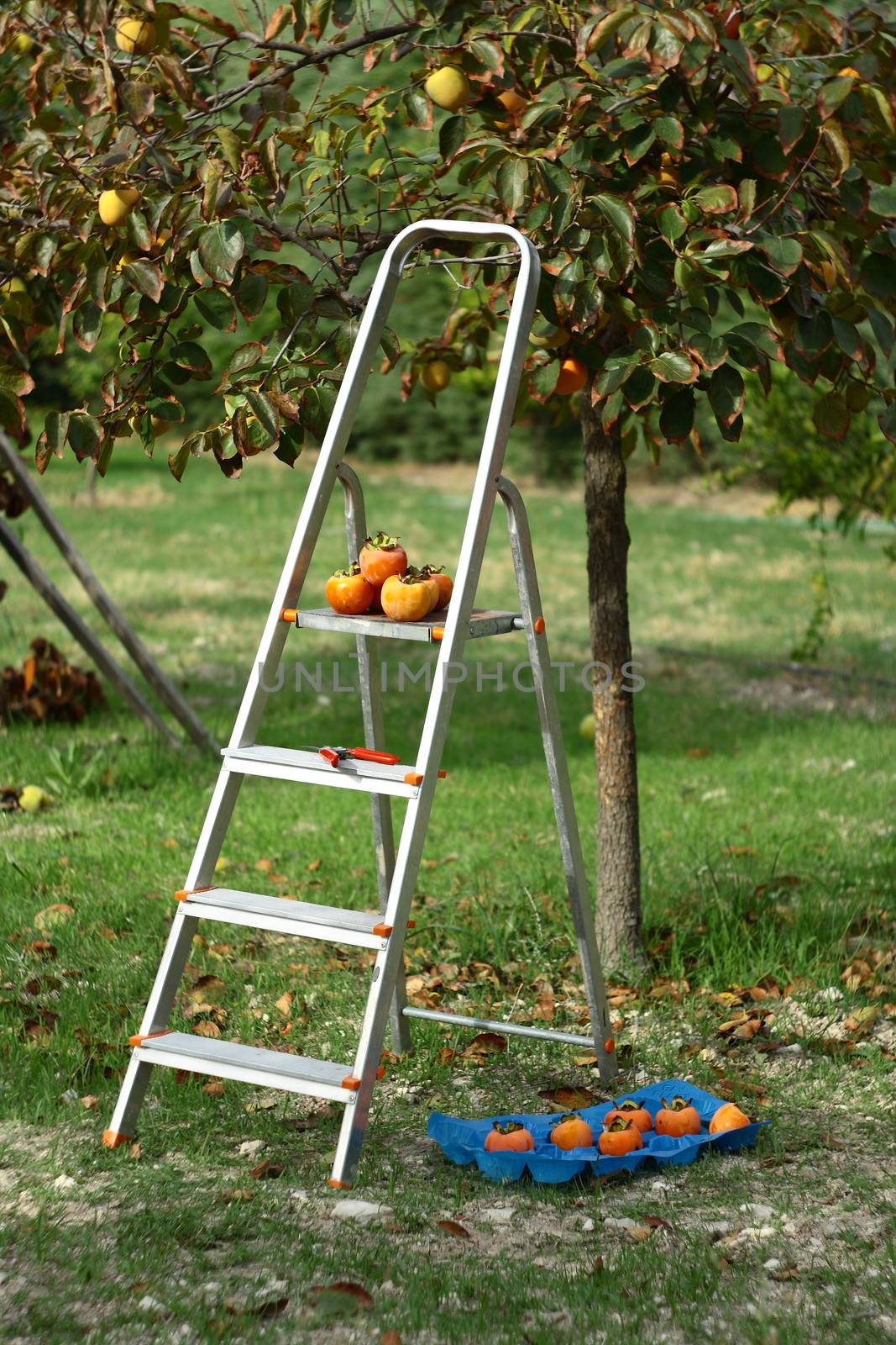 picking fruits from tree  by mturhanlar