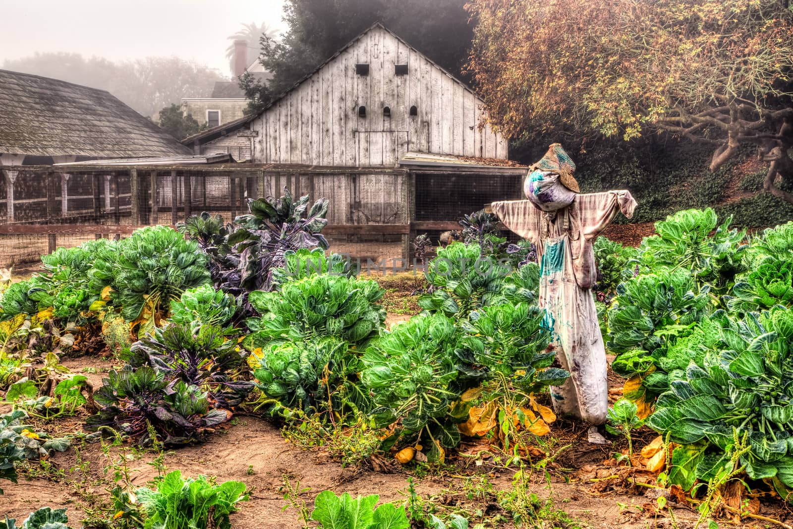 Scarecrow watches over the garden in the morning fog in the United States