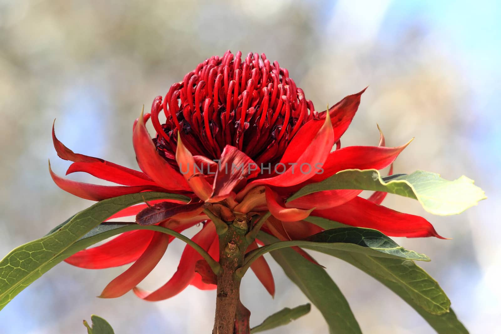 NSW Waratah flower by lovleah