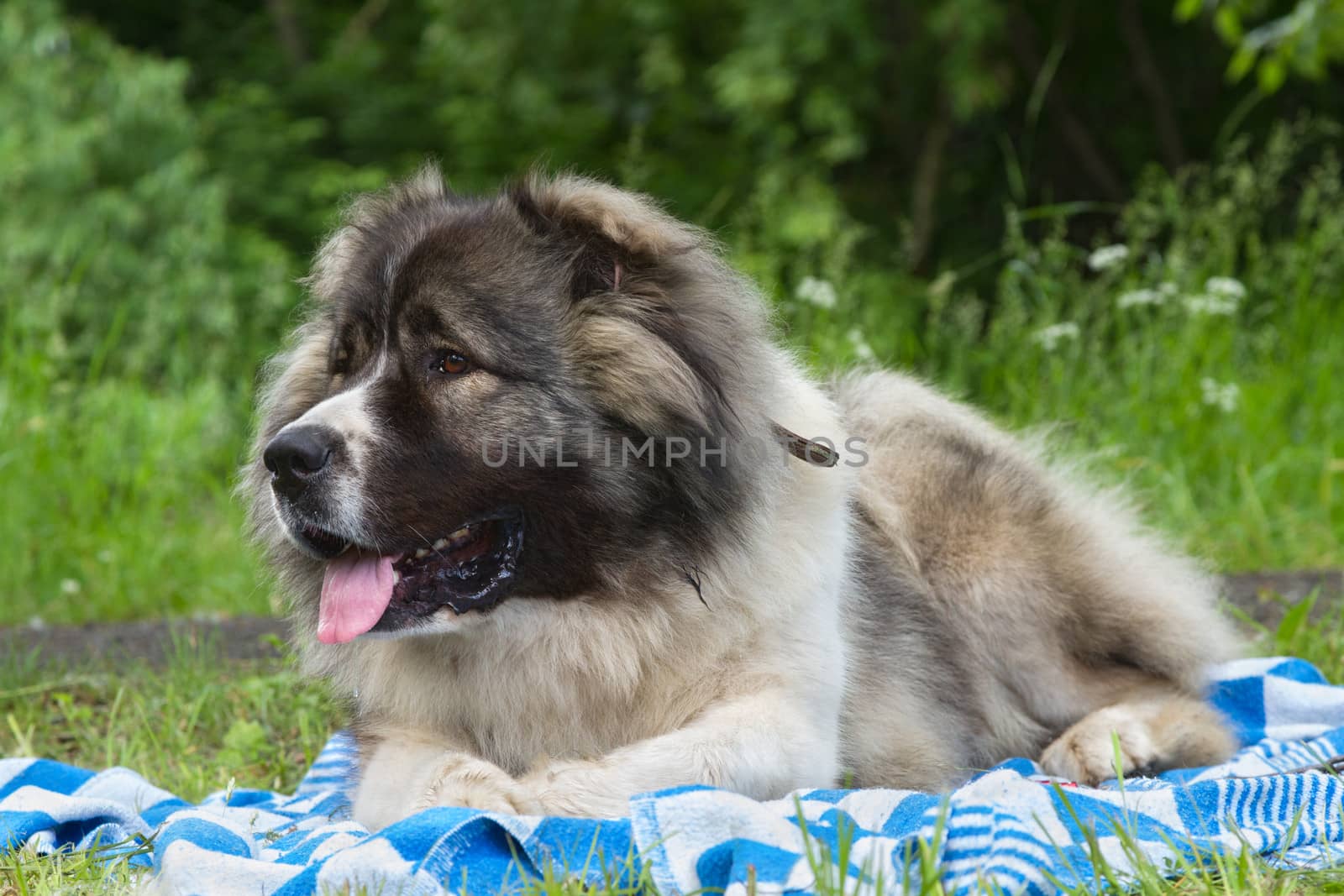 Caucasian shepherd dog lying on a blanket
