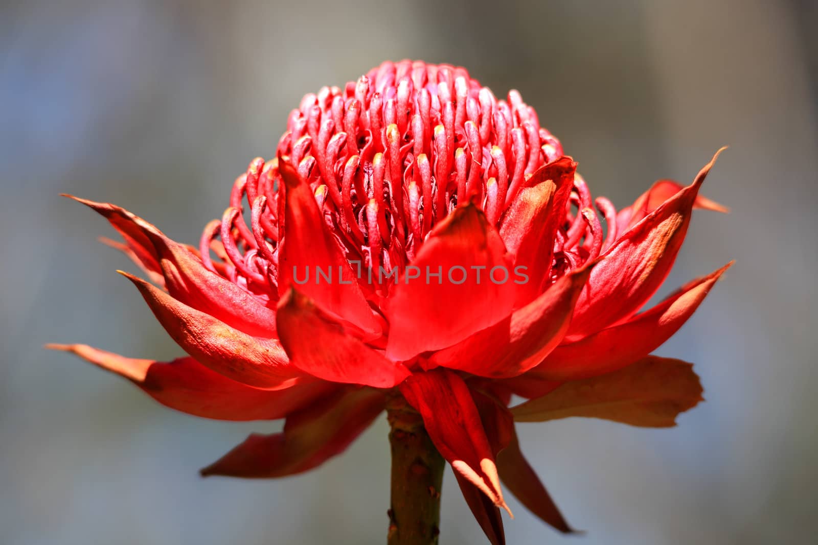 Telopea Waratah by lovleah