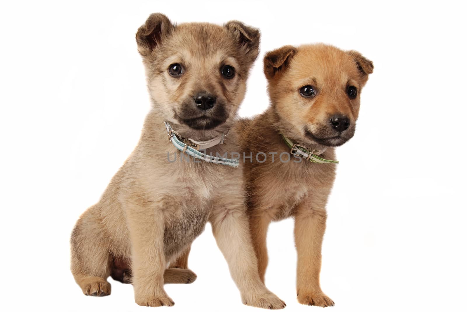 One male and one female mixed breed puppy on white