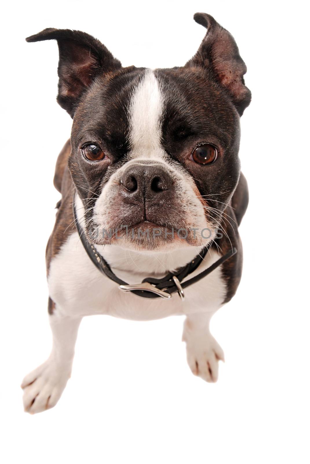Cute Boston Terrier dog standing on a white background