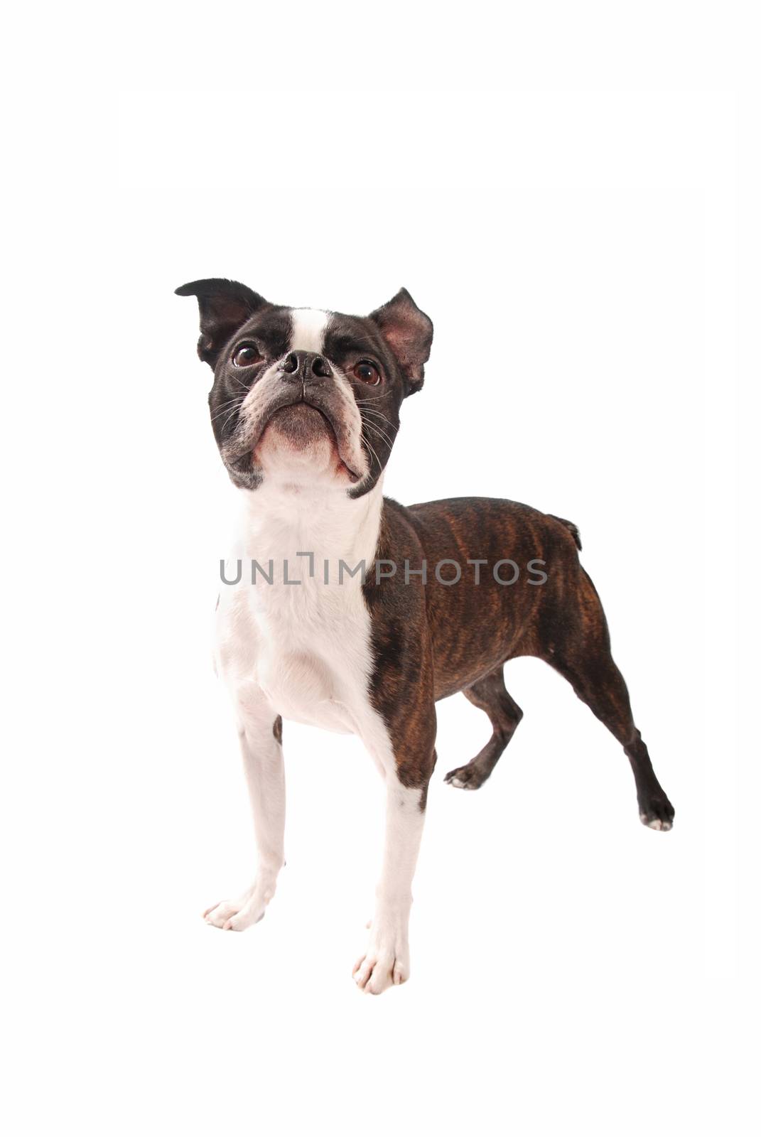 Brindle Boston Terrier dog standing and looking up on a white background
