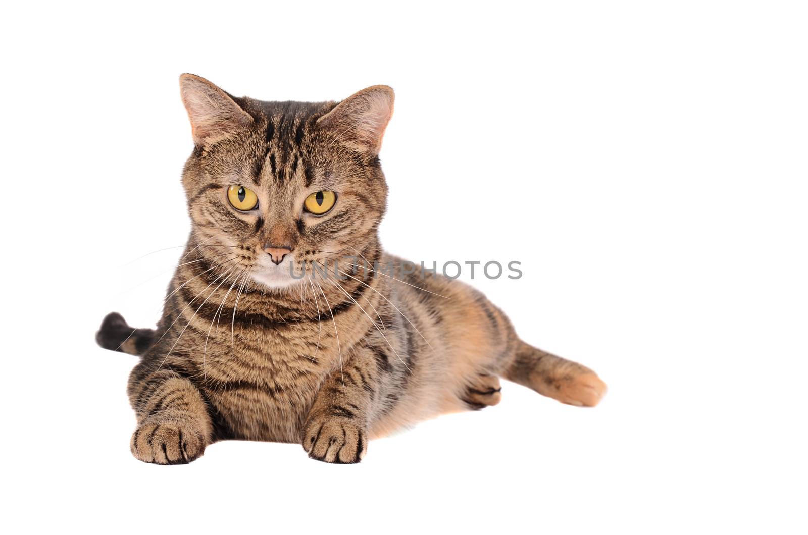 A Grumpy Looking Tabby Cat Laying on a White Background