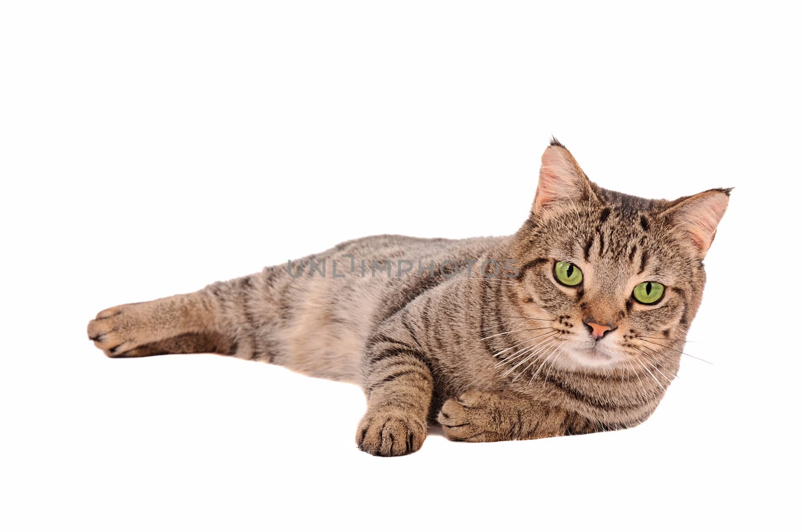 A serious looking tabby cat with large green eyes on a white background