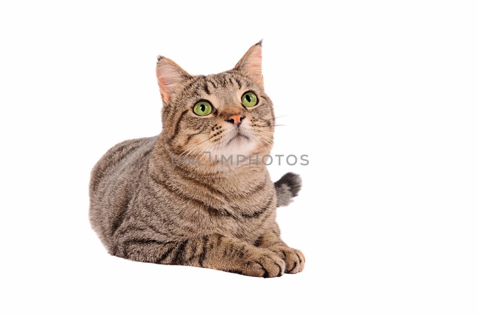 Breautiful young tabby cat looking up on a white background