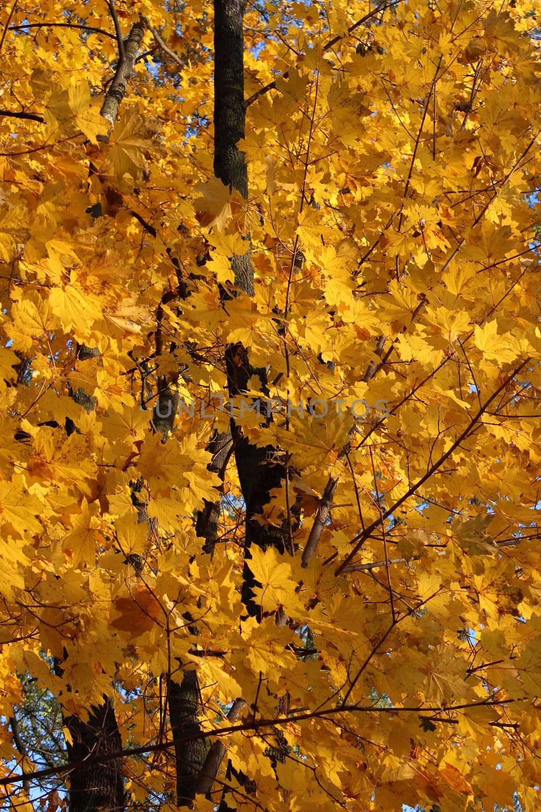 yellow autumn leaves hanging on the tree