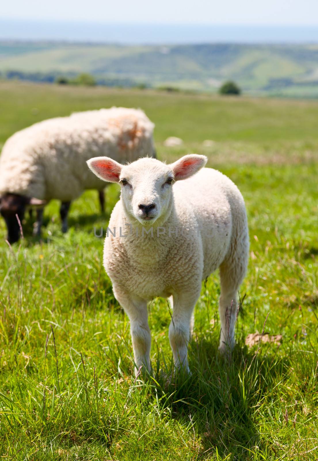 Sheeps at a pasture in England