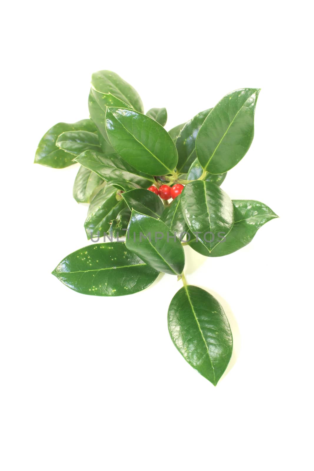 fresh green Iilex with red berries on a light background