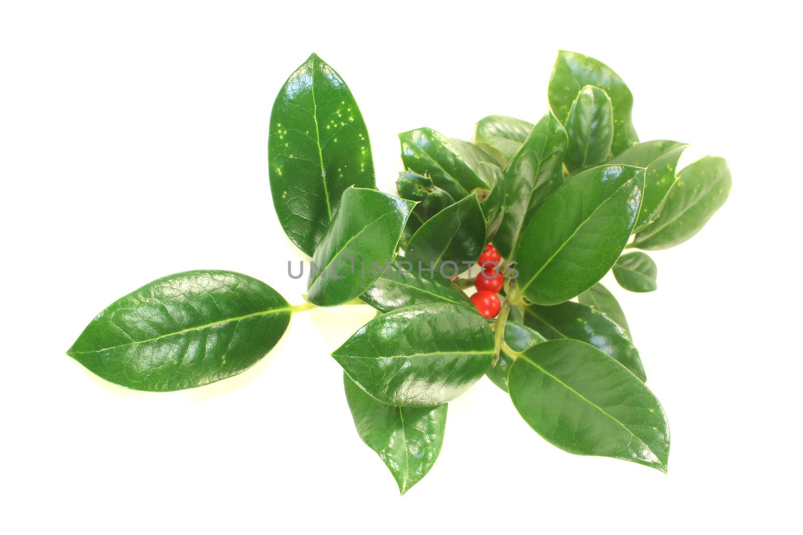 fresh green Iilex with leaves and berries on a bright background