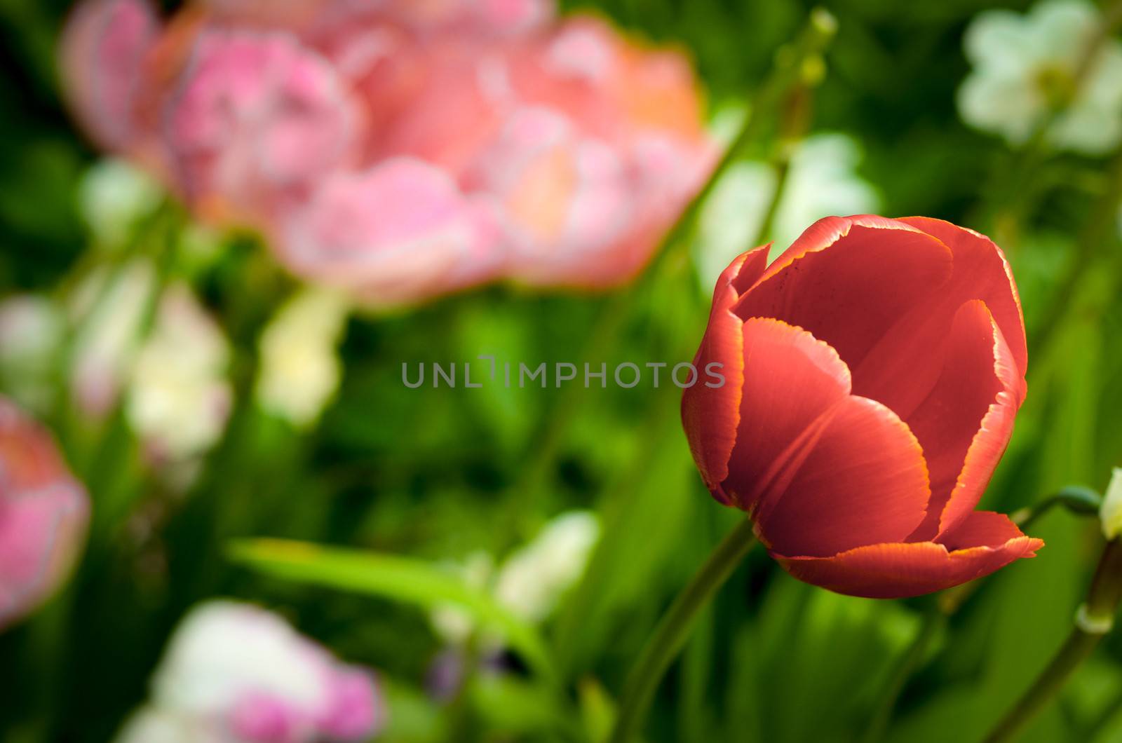 Flowerbed With Tulip by mrdoomits