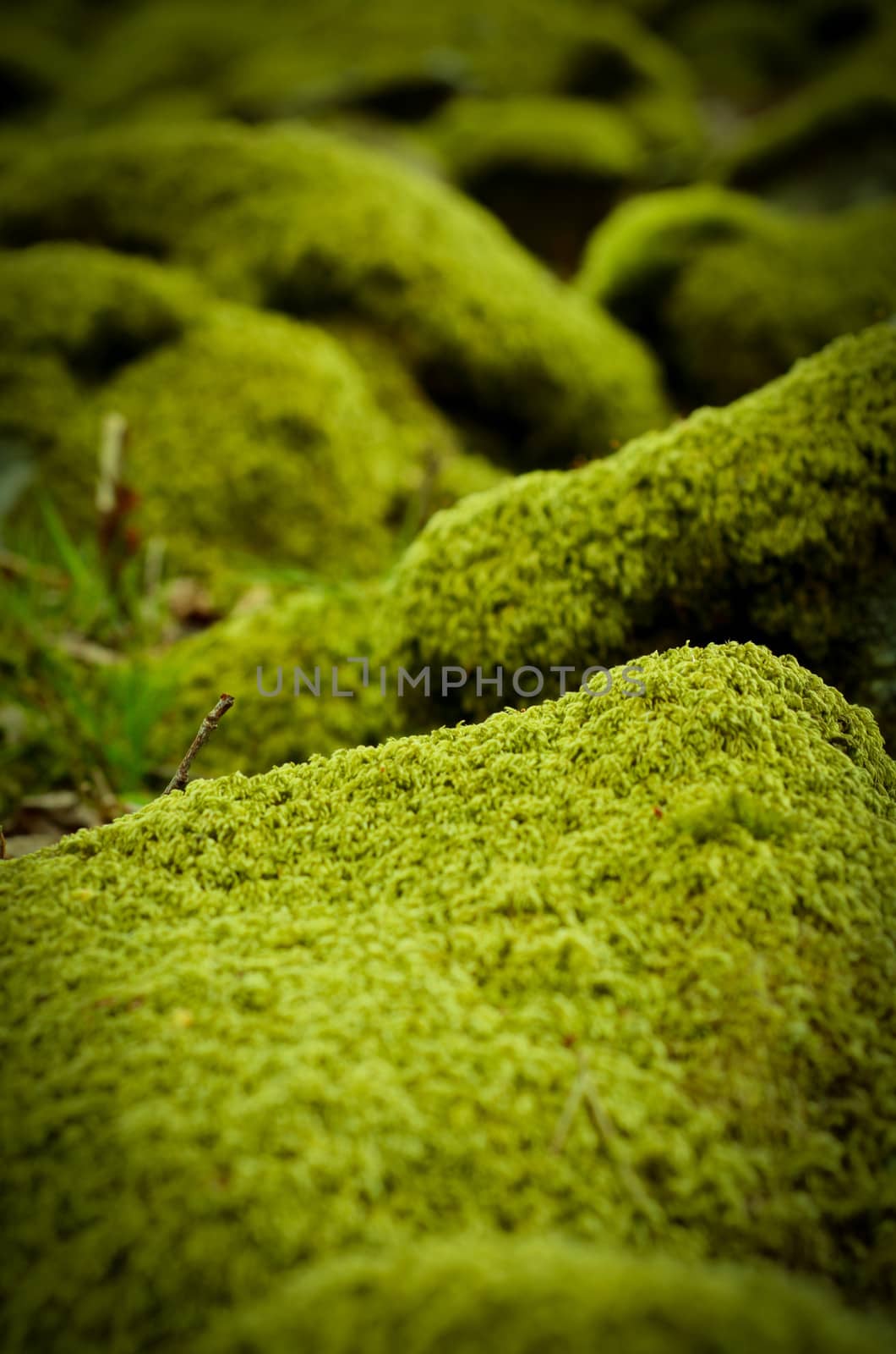 Background Of Moss Covered Stones In A Forest
