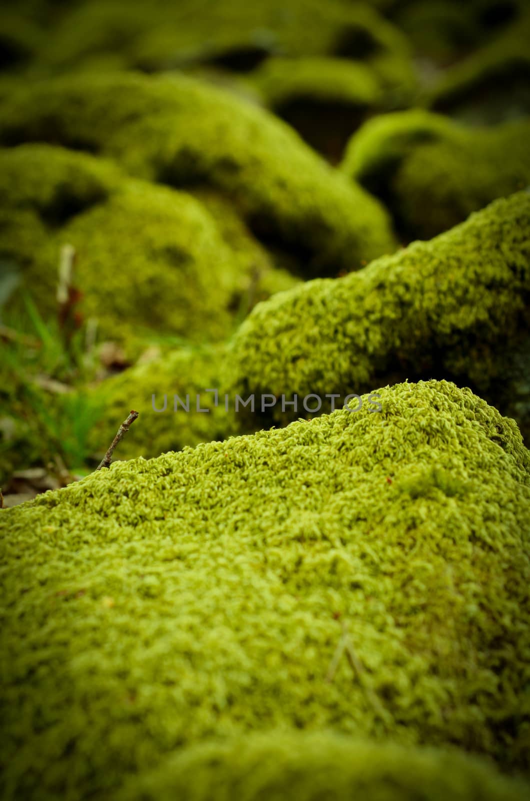 Mossy Stones by mrdoomits