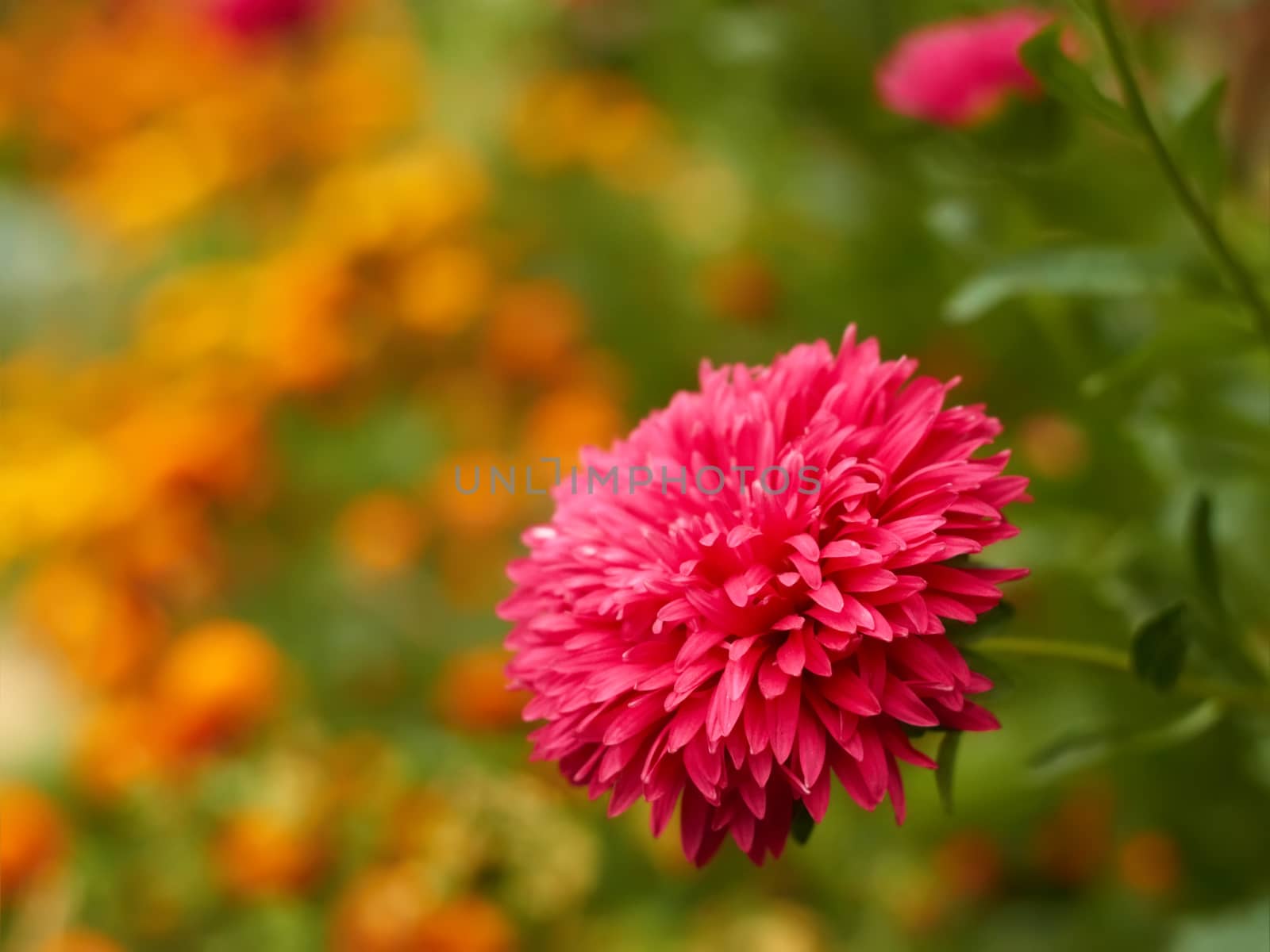 Aster red flower blooming on a flowerbed on the marigold background