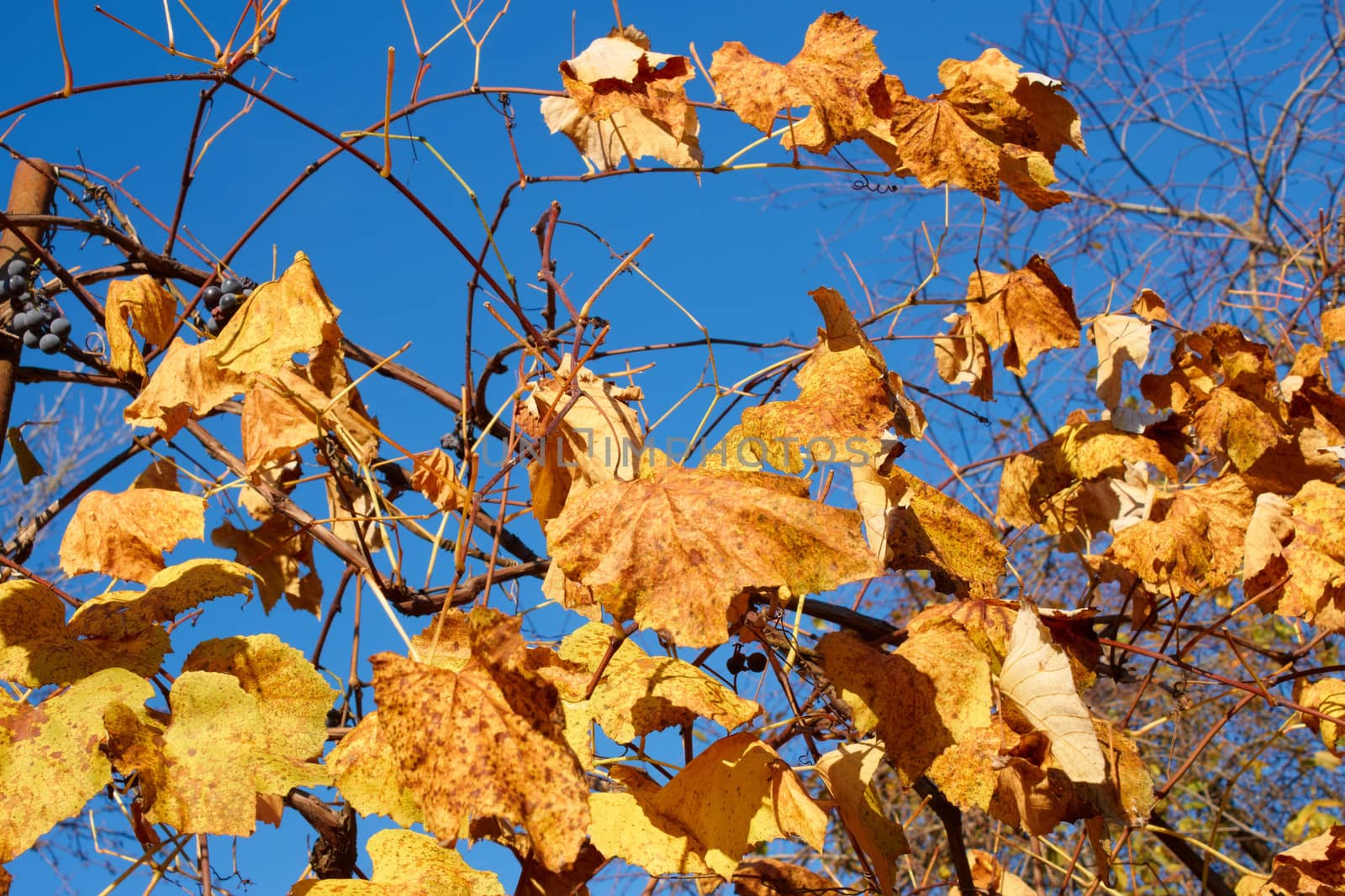 Yellow and scarlet leaves on a grapes bush against the background a blue sky in a lovely sunny autumn day