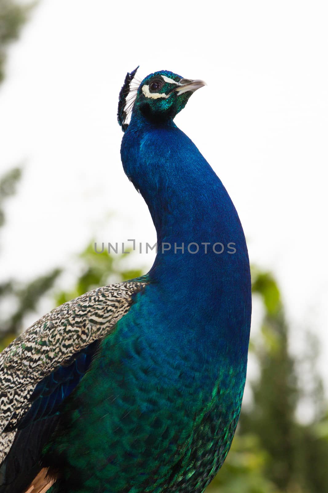 Closeup portrait of a peacock posing in profile.