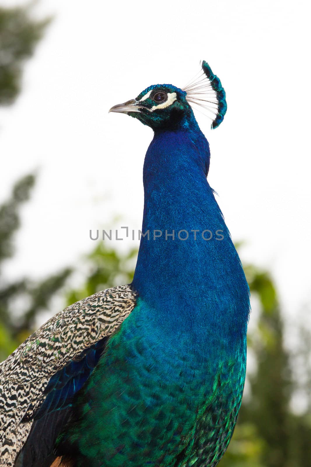 Peacock Portrait Closeup by Brigida_Soriano