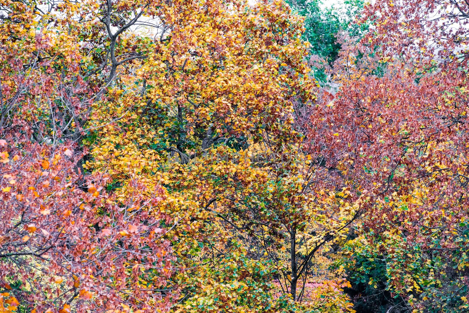 Autumn Landscape. Park in Autumn. The bright colors of autumn in the park.