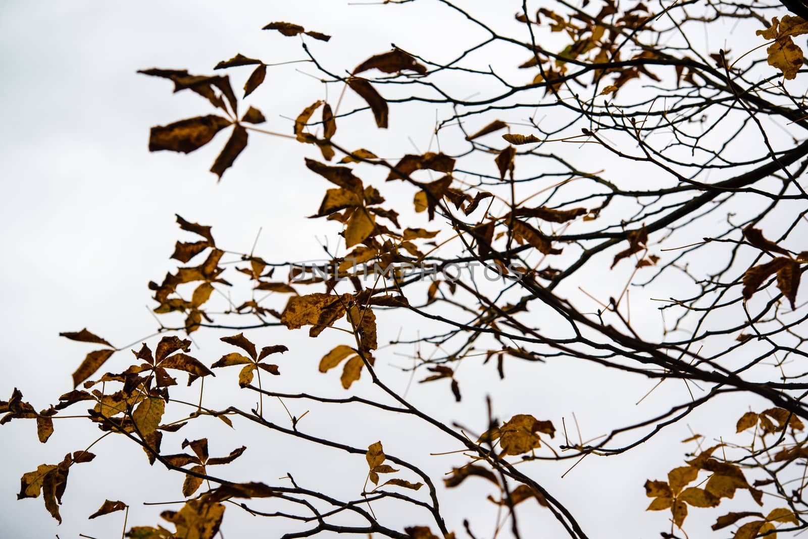 Chestnut leaves on a tree against autumn sky