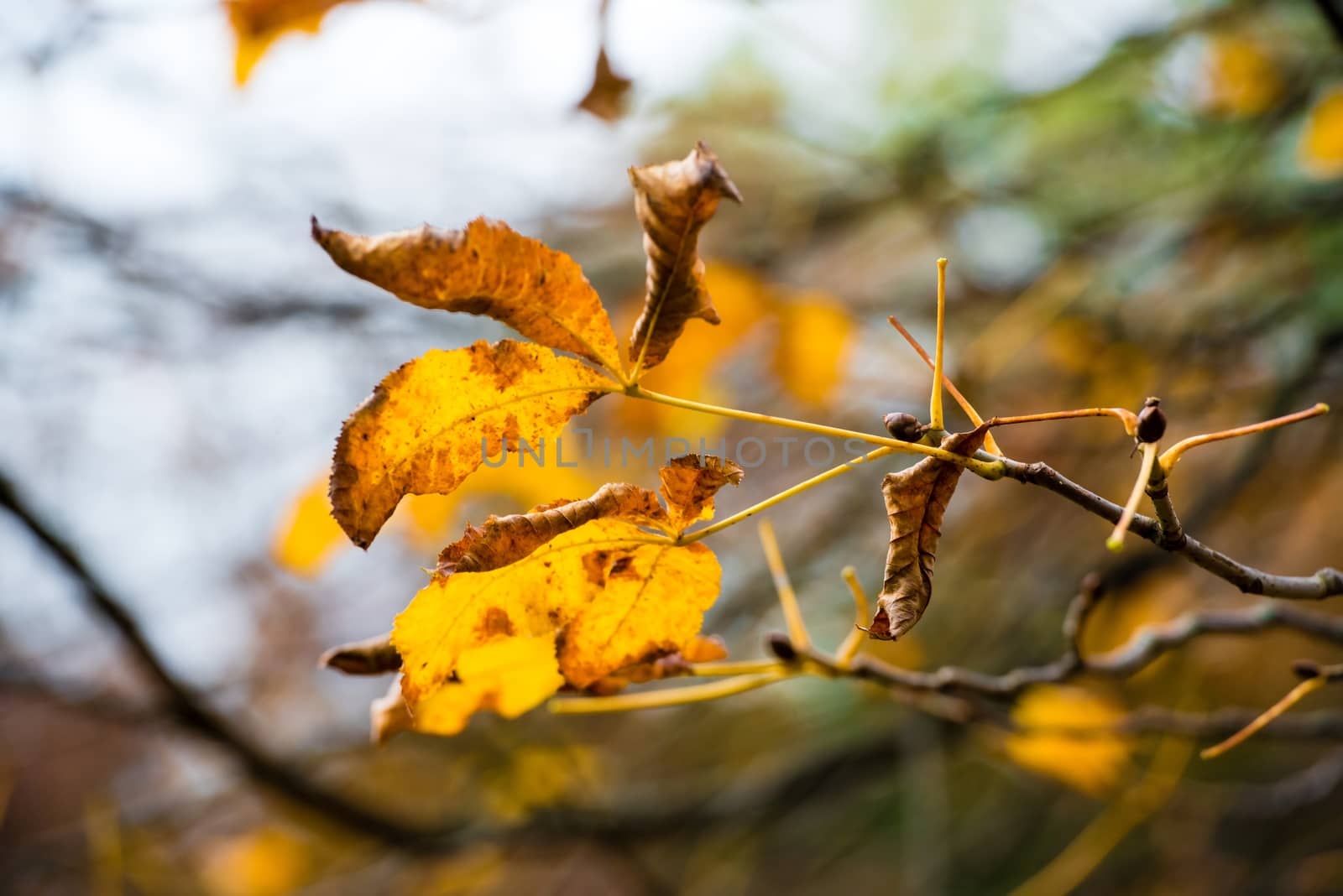 Beautiful golden chestnut leaves on a tree in autumn