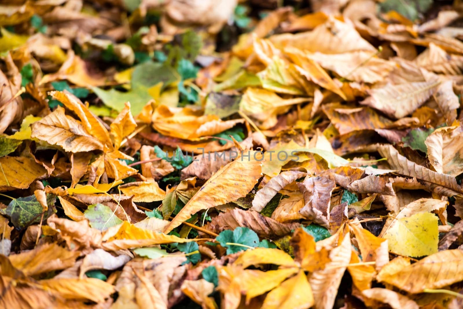 Colorful and bright background made of fallen autumn leaves, mainly chestnuts