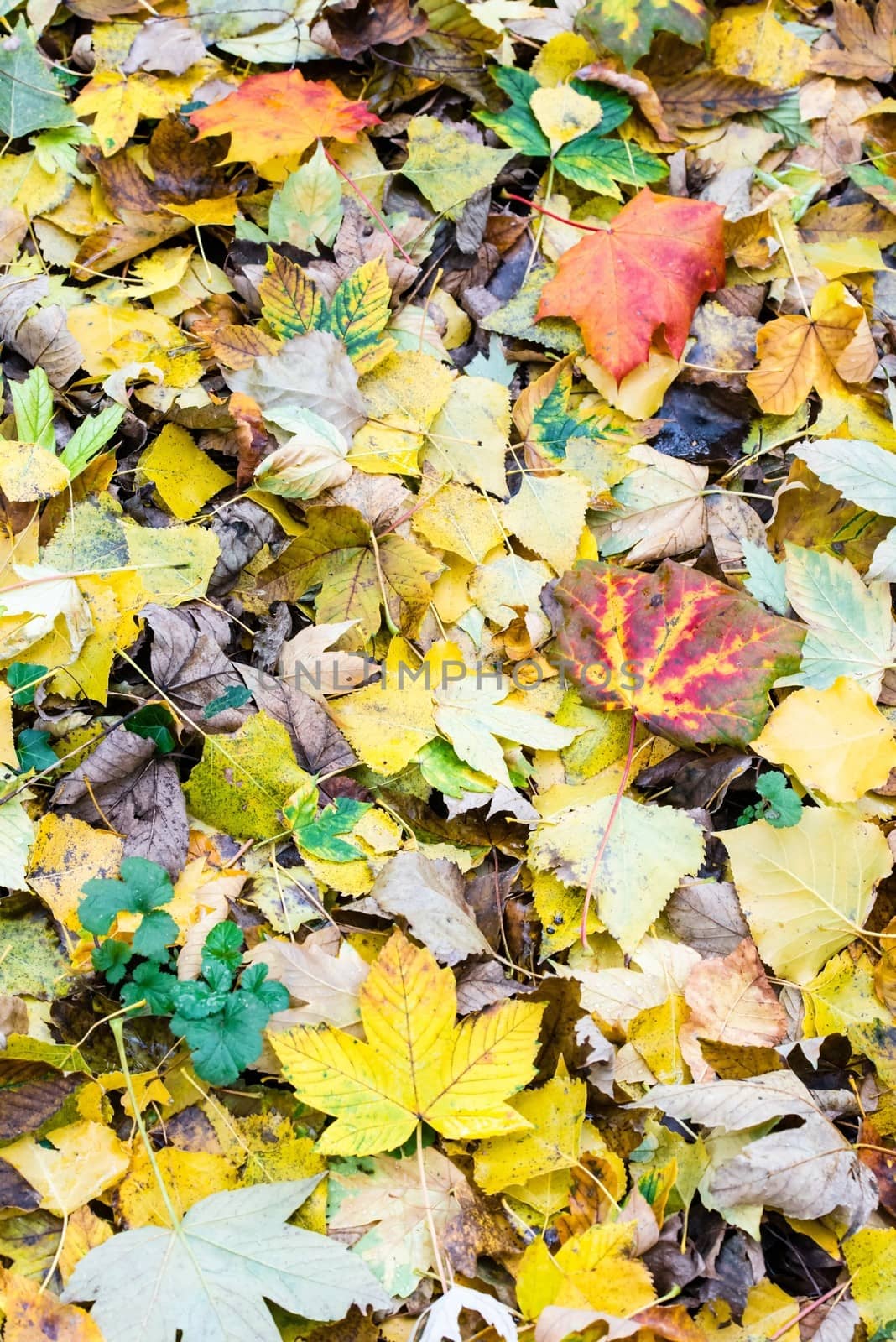 Colorful and bright background made of fallen autumn leaves