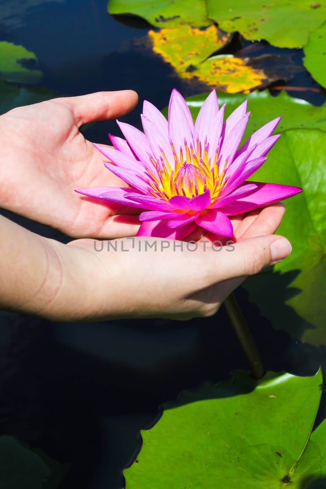 Hands with lotus by coleorhiza