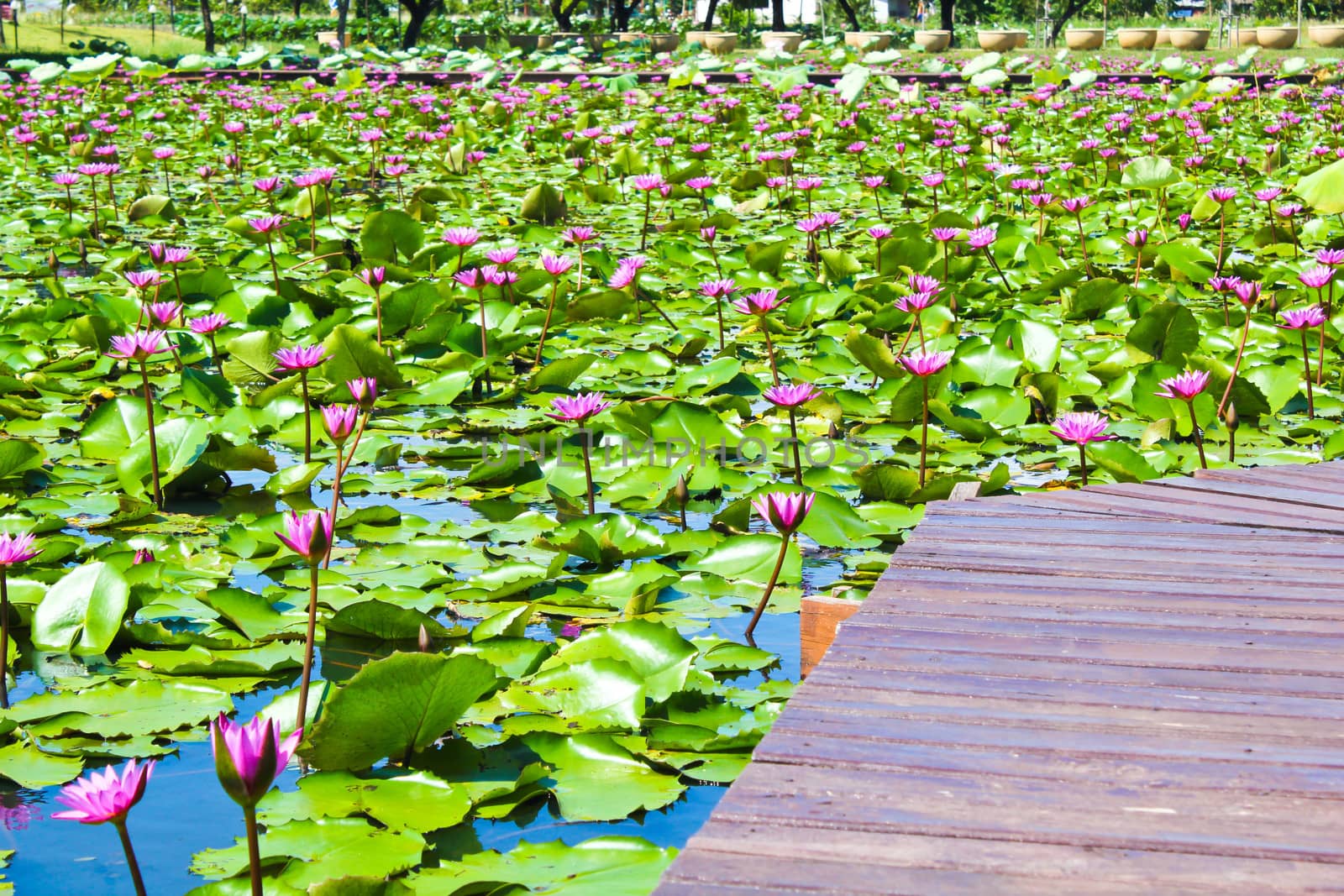 Wooden way along the lotus pond in park