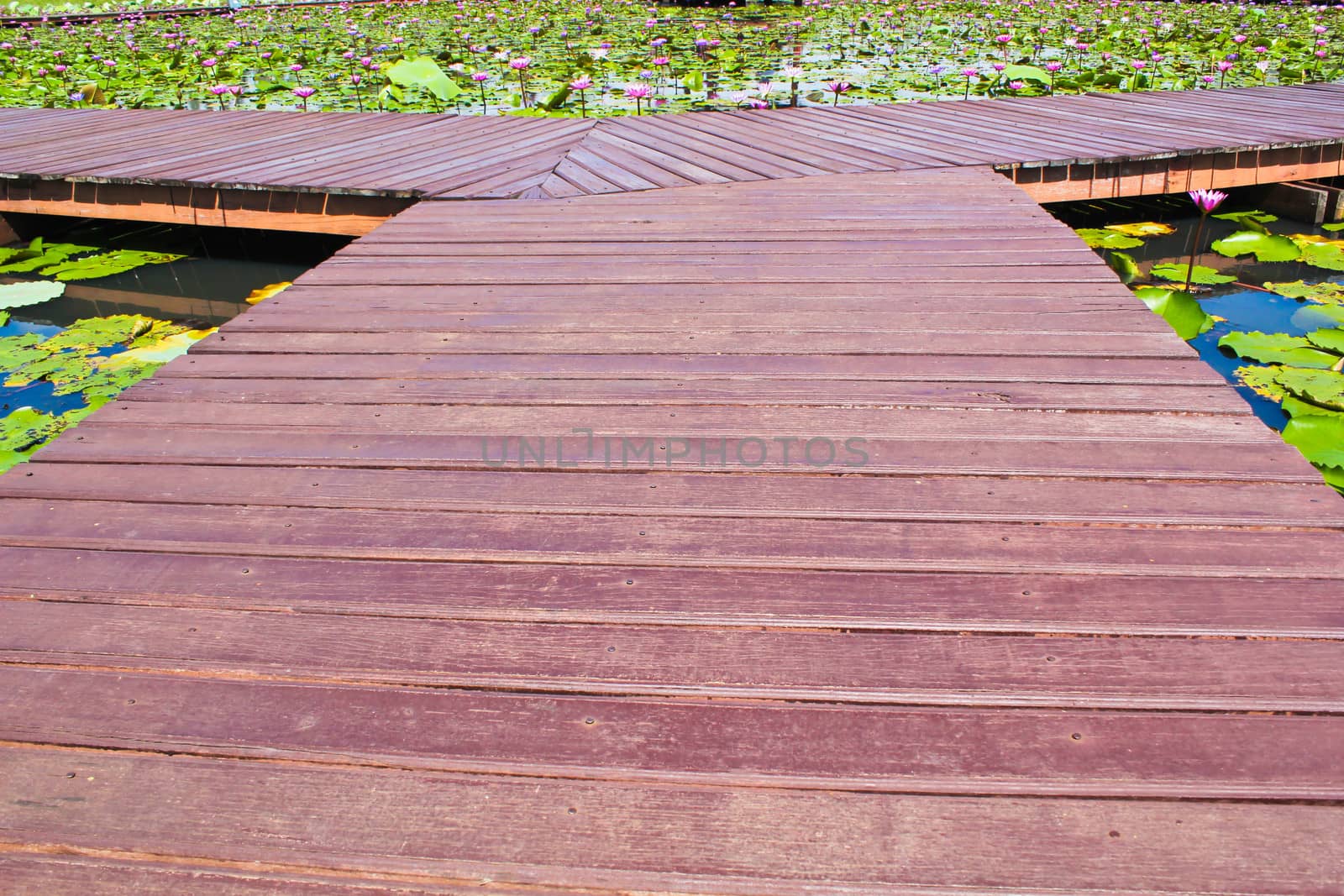 Wooden way in the lotus park