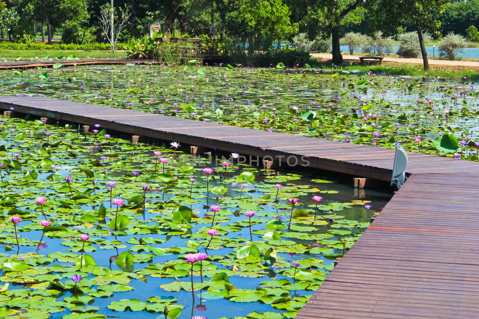 Wooden way along the pond in lotus park