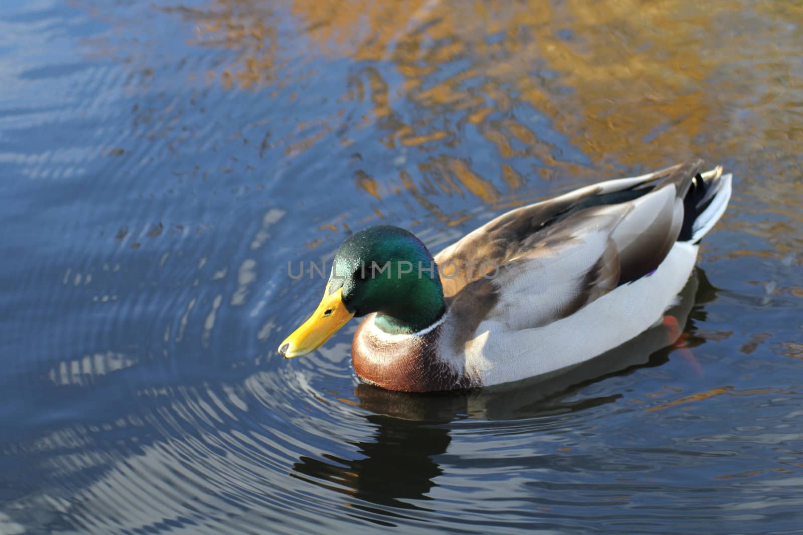 a beautiful mallard