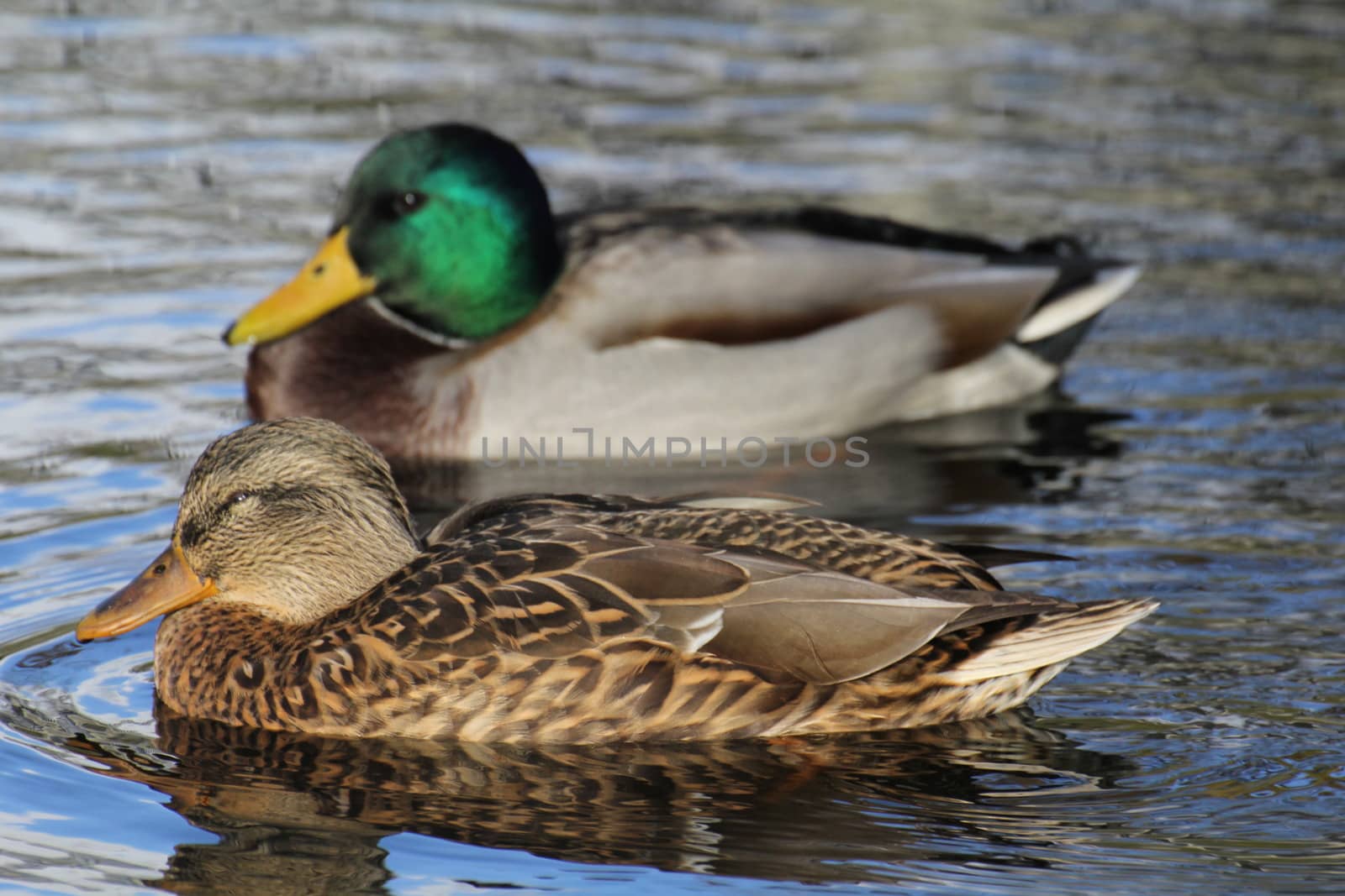 a couple of ducks mallard, in Sweden.