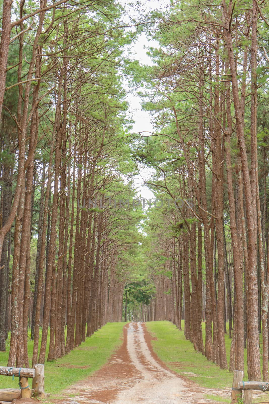 Pine Agroforestry, Chiang Mai, Thailand