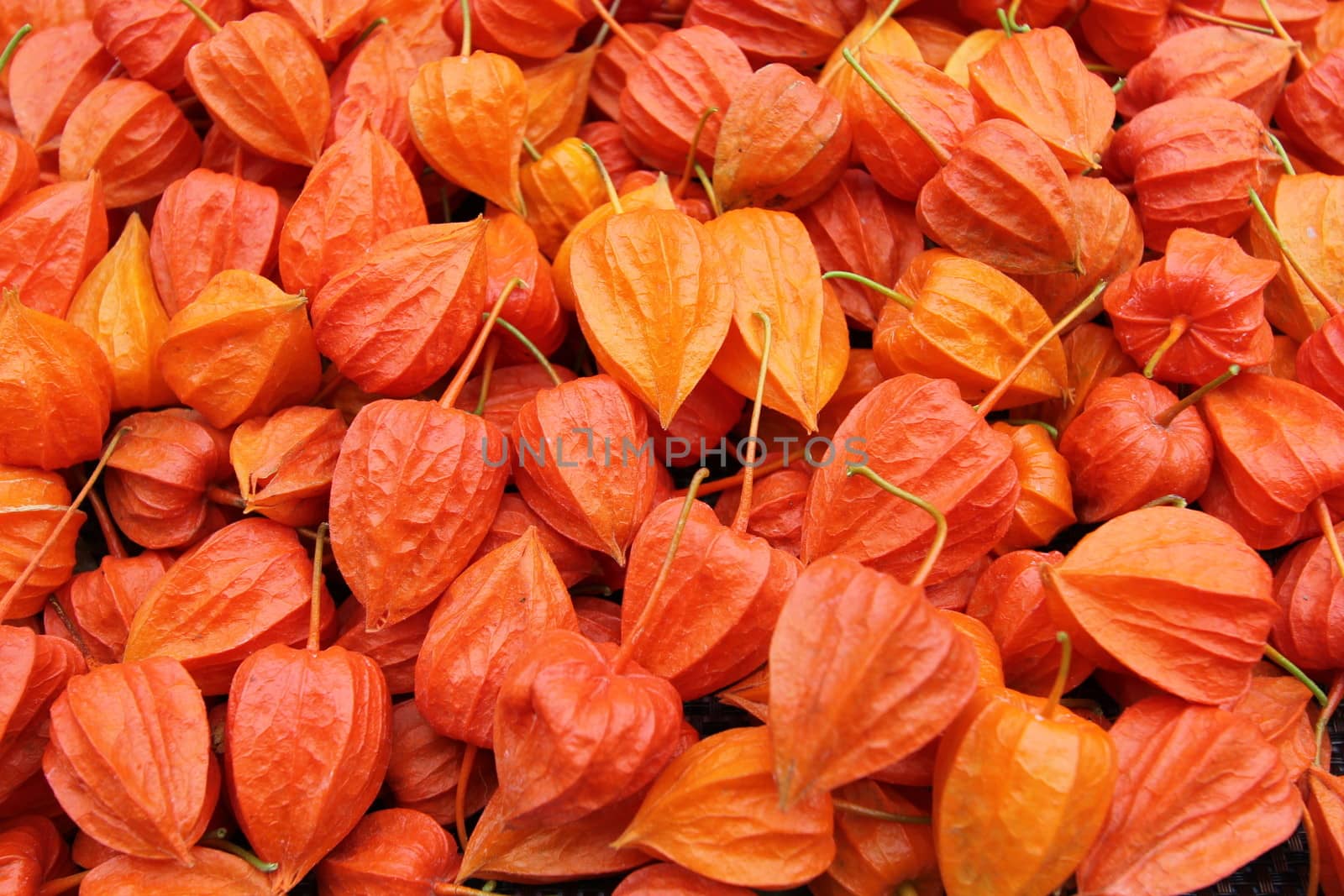lot's of physalis