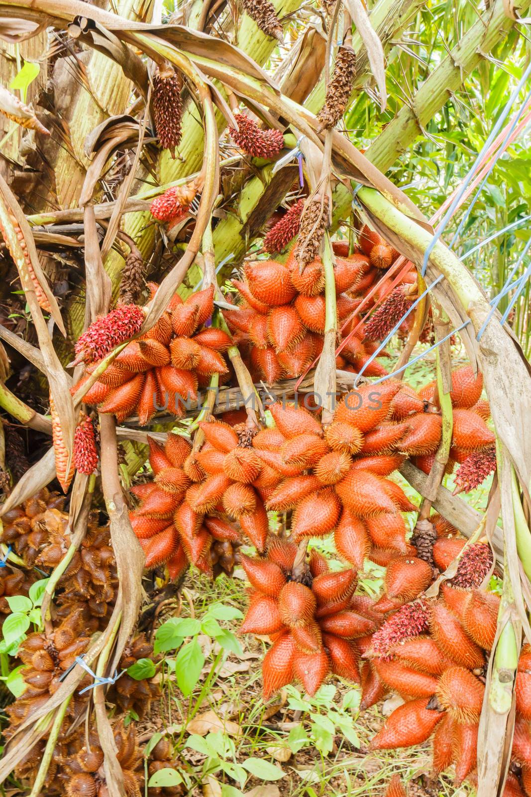 Salacca, sweet and sour fruit flavors of Thailand