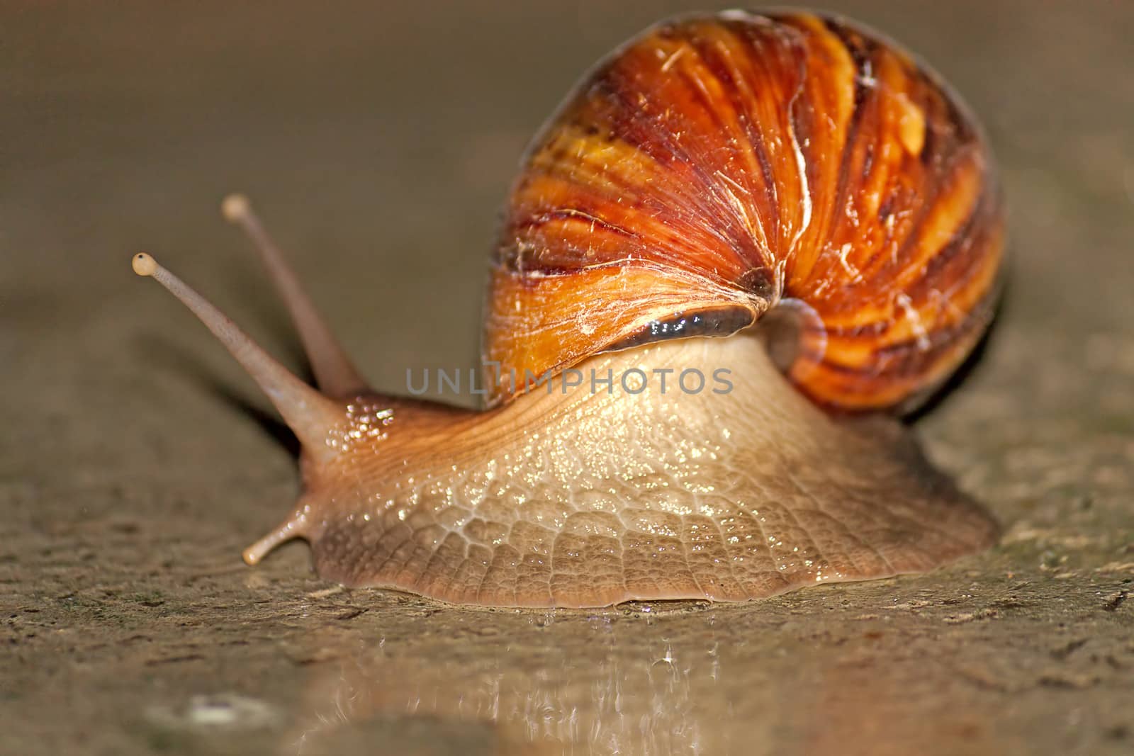 Large snail with  beautiful shell closeup on ground.Shot with shallow depth of field.