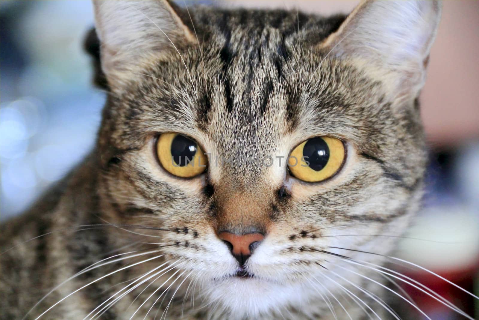 Image of cat's portrait with yellow eyes 