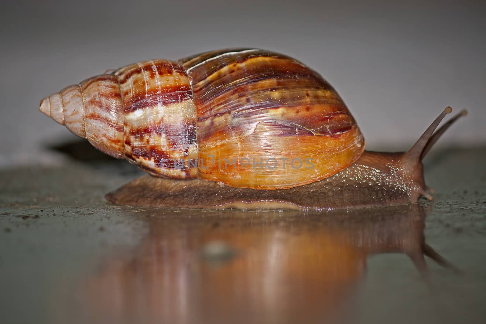 snail  by zhannaprokopeva