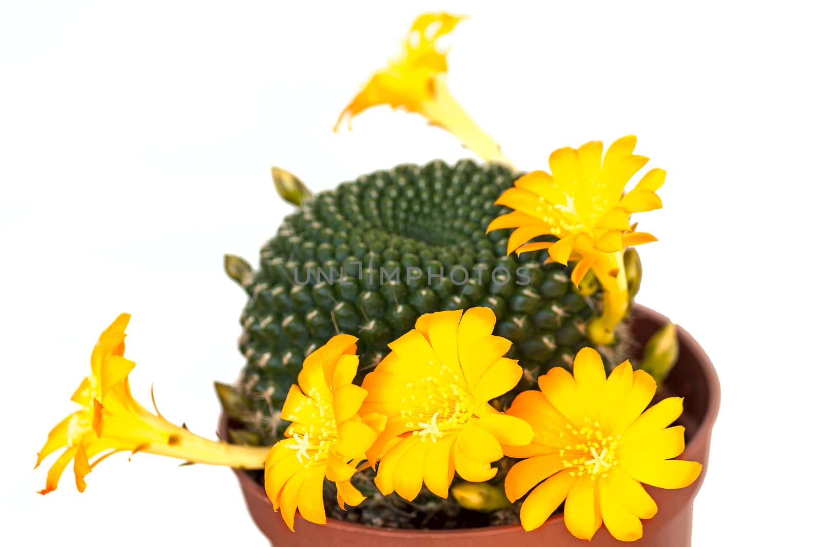 Cactus flowers by zhannaprokopeva