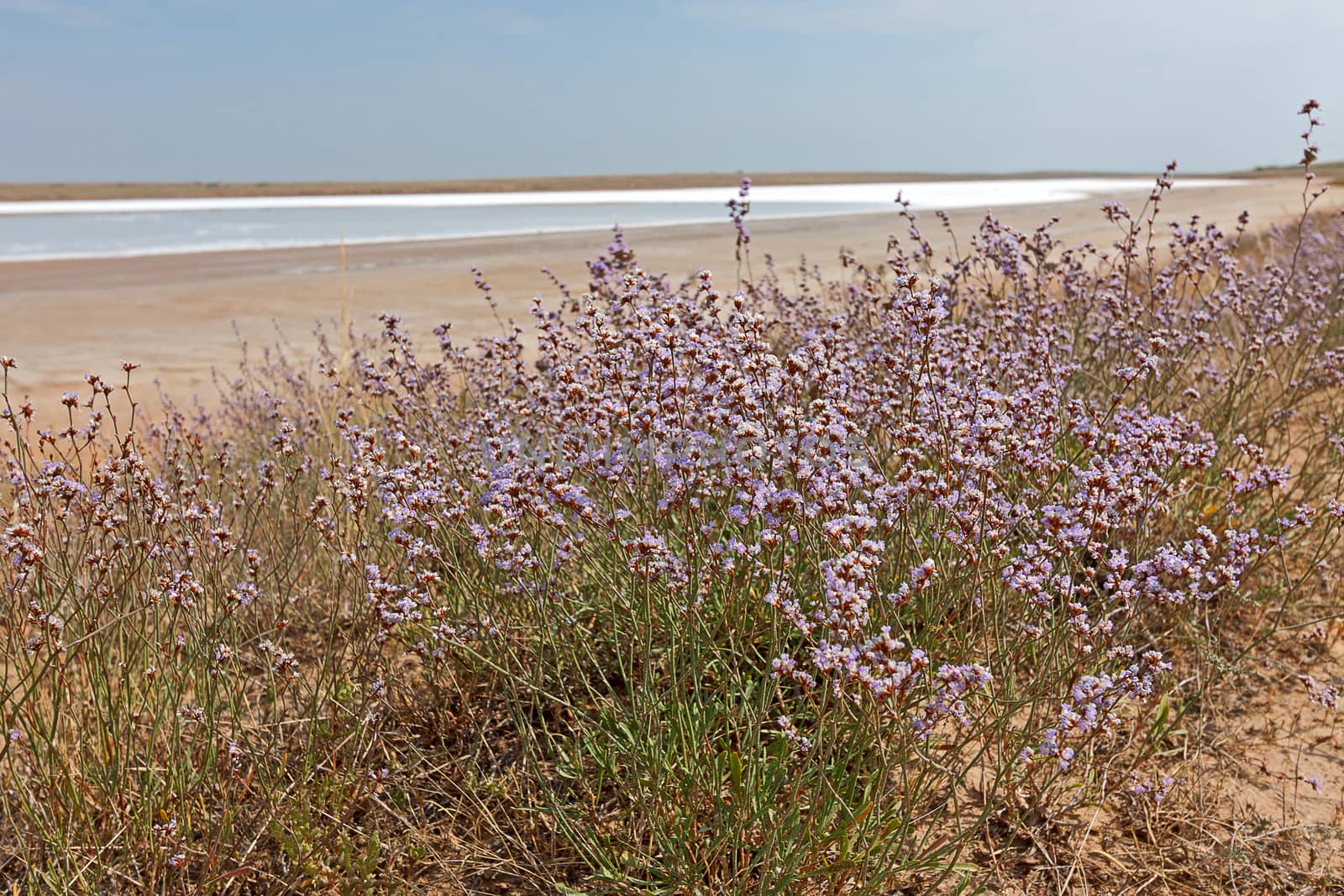 Flowers on  background of  desert landscape and  salt lake, Russia.